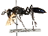  ( - CCDB-28925-C11)  @13 [ ] CreativeCommons - Attribution (2015) CBG Photography Group Centre for Biodiversity Genomics