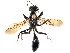 ( - CCDB-28925-C12)  @14 [ ] CreativeCommons - Attribution (2015) CBG Photography Group Centre for Biodiversity Genomics