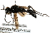  ( - CCDB-28925-F05)  @12 [ ] CreativeCommons - Attribution (2015) CBG Photography Group Centre for Biodiversity Genomics