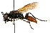  ( - CCDB-28925-F08)  @13 [ ] CreativeCommons - Attribution (2015) CBG Photography Group Centre for Biodiversity Genomics