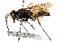  ( - CCDB-28925-F09)  @13 [ ] CreativeCommons - Attribution (2015) CBG Photography Group Centre for Biodiversity Genomics