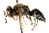  (Tachytes sayi - CCDB-28926-C01)  @14 [ ] CreativeCommons - Attribution (2015) CBG Photography Group Centre for Biodiversity Genomics