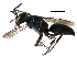  (Miscophus americanus - CCDB-28926-C03)  @14 [ ] CreativeCommons - Attribution (2015) CBG Photography Group Centre for Biodiversity Genomics