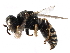 ( - CCDB-28926-C10)  @14 [ ] CreativeCommons - Attribution (2015) CBG Photography Group Centre for Biodiversity Genomics