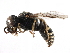  ( - CCDB-28926-C12)  @14 [ ] CreativeCommons - Attribution (2015) CBG Photography Group Centre for Biodiversity Genomics
