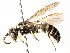  ( - CCDB-28927-A09)  @14 [ ] CreativeCommons - Attribution (2015) CBG Photography Group Centre for Biodiversity Genomics