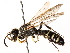  (Cerceris aequalis - CCDB-28927-A11)  @15 [ ] CreativeCommons - Attribution (2015) CBG Photography Group Centre for Biodiversity Genomics