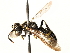  ( - CCDB-28927-B03)  @15 [ ] CreativeCommons - Attribution (2015) CBG Photography Group Centre for Biodiversity Genomics