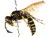  ( - CCDB-28927-B11)  @15 [ ] CreativeCommons - Attribution (2015) CBG Photography Group Centre for Biodiversity Genomics