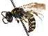  ( - CCDB-28927-C07)  @15 [ ] CreativeCommons - Attribution (2015) CBG Photography Group Centre for Biodiversity Genomics
