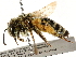  ( - CCDB-28927-C09)  @11 [ ] CreativeCommons - Attribution (2015) CBG Photography Group Centre for Biodiversity Genomics