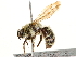  (Andrena surda - CCDB-28927-C11)  @13 [ ] CreativeCommons - Attribution (2015) CBG Photography Group Centre for Biodiversity Genomics