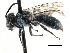  ( - CCDB-28927-D03)  @13 [ ] CreativeCommons - Attribution (2015) CBG Photography Group Centre for Biodiversity Genomics