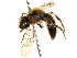  (Andrena ceanothifloris - CCDB-28927-D07)  @11 [ ] CreativeCommons - Attribution (2015) CBG Photography Group Centre for Biodiversity Genomics