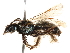  (Andrena nothocalaidis - CCDB-28927-E05)  @13 [ ] CreativeCommons - Attribution (2015) CBG Photography Group Centre for Biodiversity Genomics