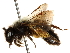  (Andrena saccata - CCDB-28927-E11)  @11 [ ] CreativeCommons - Attribution (2015) CBG Photography Group Centre for Biodiversity Genomics