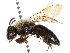  ( - CCDB-28927-F01)  @11 [ ] CreativeCommons - Attribution (2015) CBG Photography Group Centre for Biodiversity Genomics