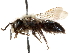  ( - CCDB-28927-F04)  @11 [ ] CreativeCommons - Attribution (2015) CBG Photography Group Centre for Biodiversity Genomics