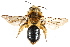  ( - CCDB-28927-F05)  @11 [ ] CreativeCommons - Attribution (2015) CBG Photography Group Centre for Biodiversity Genomics