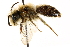  ( - CCDB-28927-F06)  @11 [ ] CreativeCommons - Attribution (2015) CBG Photography Group Centre for Biodiversity Genomics