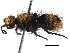  ( - CCDB-28927-H01)  @11 [ ] CreativeCommons - Attribution (2015) CBG Photography Group Centre for Biodiversity Genomics