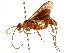  ( - CCDB-28927-H04)  @11 [ ] CreativeCommons - Attribution (2015) CBG Photography Group Centre for Biodiversity Genomics