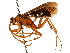  ( - CCDB-28927-H06)  @11 [ ] CreativeCommons - Attribution (2015) CBG Photography Group Centre for Biodiversity Genomics