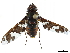  (Exoprosopa dorcadion - CCDB-35814-D07)  @11 [ ] CreativeCommons - Attribution (2020) CBG Photography Group Centre for Biodiversity Genomics