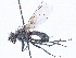  ( - CCDB-35914-C11)  @11 [ ] CreativeCommons - Attribution (2020) CBG Photography Group Centre for Biodiversity Genomics