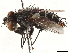  ( - CCDB-35914-D10)  @11 [ ] CreativeCommons - Attribution (2020) CBG Photography Group Centre for Biodiversity Genomics