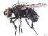 (Panzeria vivida - CCDB-35914-E05)  @11 [ ] CreativeCommons - Attribution (2020) CBG Photography Group Centre for Biodiversity Genomics