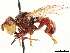  ( - CCDB-35914-G07)  @11 [ ] CreativeCommons - Attribution (2020) CBG Photography Group Centre for Biodiversity Genomics