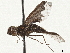  ( - CCDB-35914-H10)  @11 [ ] CreativeCommons - Attribution (2020) CBG Photography Group Centre for Biodiversity Genomics