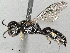  ( - CCDB-35915-E06)  @11 [ ] CreativeCommons - Attribution (2020) CBG Photography Group Centre for Biodiversity Genomics