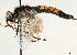  ( - CCDB-35915-E09)  @11 [ ] CreativeCommons - Attribution (2020) CBG Photography Group Centre for Biodiversity Genomics