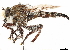  ( - CCDB-35915-F07)  @11 [ ] CreativeCommons - Attribution (2020) CBG Photography Group Centre for Biodiversity Genomics