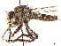  ( - CCDB-35915-F08)  @11 [ ] CreativeCommons - Attribution (2020) CBG Photography Group Centre for Biodiversity Genomics