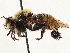  ( - CCDB-35915-G04)  @11 [ ] CreativeCommons - Attribution (2020) CBG Photography Group Centre for Biodiversity Genomics