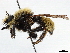  ( - CCDB-35915-G05)  @11 [ ] CreativeCommons - Attribution (2020) CBG Photography Group Centre for Biodiversity Genomics