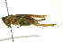 ( - BIOUG02792-C11)  @13 [ ] CreativeCommons - Attribution (2012) CBG Photography Group Centre for Biodiversity Genomics