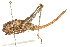  ( - BIOUG02792-H03)  @11 [ ] CreativeCommons - Attribution (2012) CBG Photography Group Centre for Biodiversity Genomics