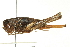  ( - BIOUG02792-H06)  @13 [ ] CreativeCommons - Attribution (2012) CBG Photography Group Centre for Biodiversity Genomics