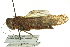  ( - BIOUG02791-B02)  @11 [ ] CreativeCommons - Attribution (2012) CBG Photography Group Centre for Biodiversity Genomics