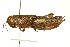  (Buckellacris chilcotinae - BIOUG02790-D01)  @14 [ ] CreativeCommons - Attribution (2012) CBG Photography Group Centre for Biodiversity Genomics