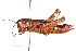  ( - BIOUG02790-D10)  @15 [ ] CreativeCommons - Attribution (2012) CBG Photography Group Centre for Biodiversity Genomics