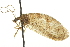  ( - BIOUG02794-H02)  @11 [ ] CreativeCommons - Attribution (2012) CBG Photography Group Centre for Biodiversity Genomics