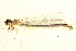  (Enallagma clausum - BIOUG02811-F05)  @11 [ ] CreativeCommons - Attribution (2012) CBG Photography Group Centre for Biodiversity Genomics