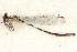  ( - BIOUG02811-F08)  @11 [ ] CreativeCommons - Attribution (2012) CBG Photography Group Centre for Biodiversity Genomics