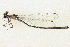  ( - BIOUG02811-F10)  @11 [ ] CreativeCommons - Attribution (2012) CBG Photography Group Centre for Biodiversity Genomics