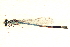  ( - BIOUG02811-F12)  @11 [ ] CreativeCommons - Attribution (2012) CBG Photography Group Centre for Biodiversity Genomics